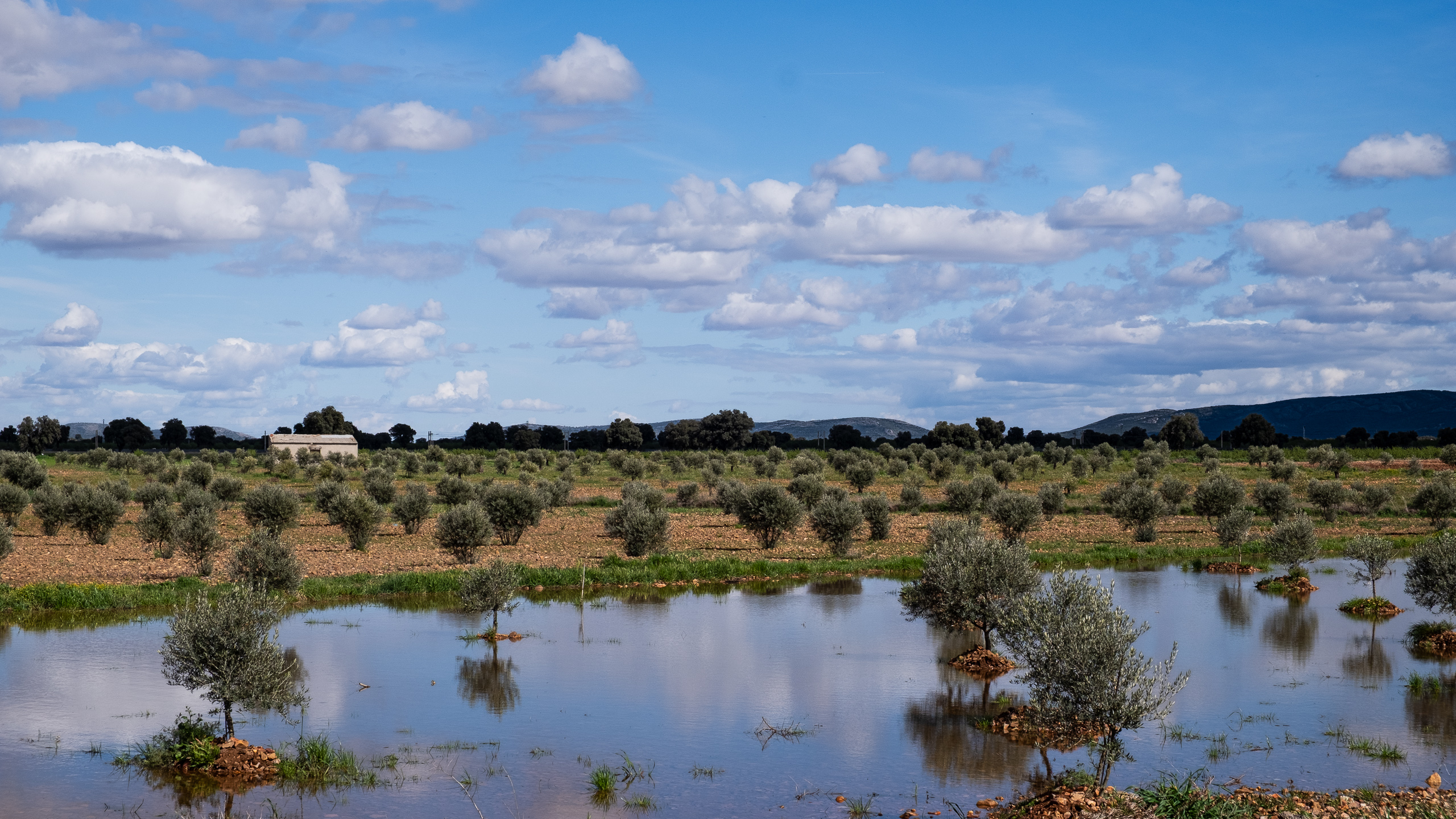 Überschwemmte Olivenbäume – der Regen hat Spuren hinterlassen